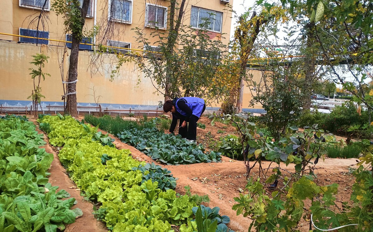seotaejun71027's tweet photo. Free community garden planting event this Saturday 10AM at Maple Park! Bring gloves u0026 let’s grow veggies together—all neighbors welcome! https://t.co/srDEoBILbG