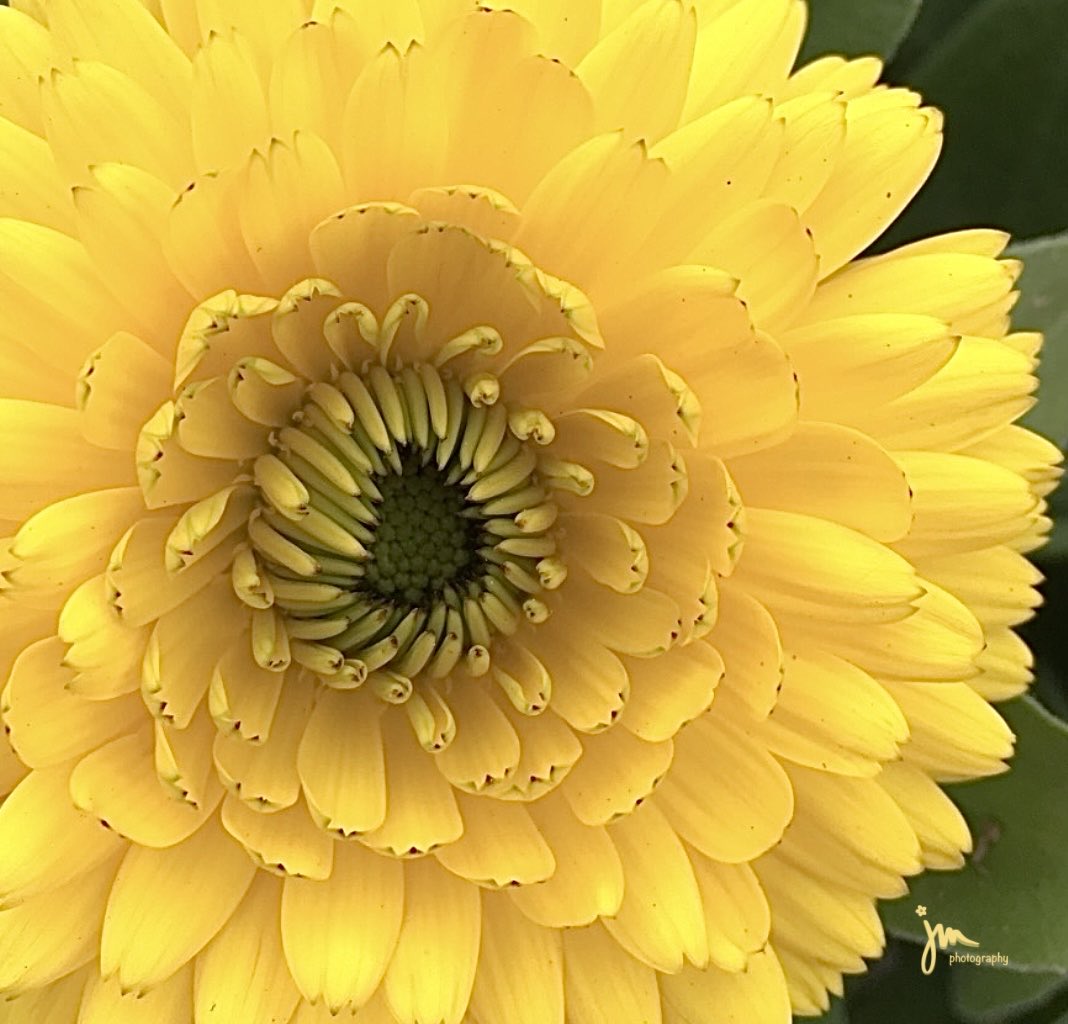 jmszer's tweet photo. @Grampa1950 Happy Friday! #FlowersOnFriday #FlowerFriday https://t.co/a2dSs0FNZ6