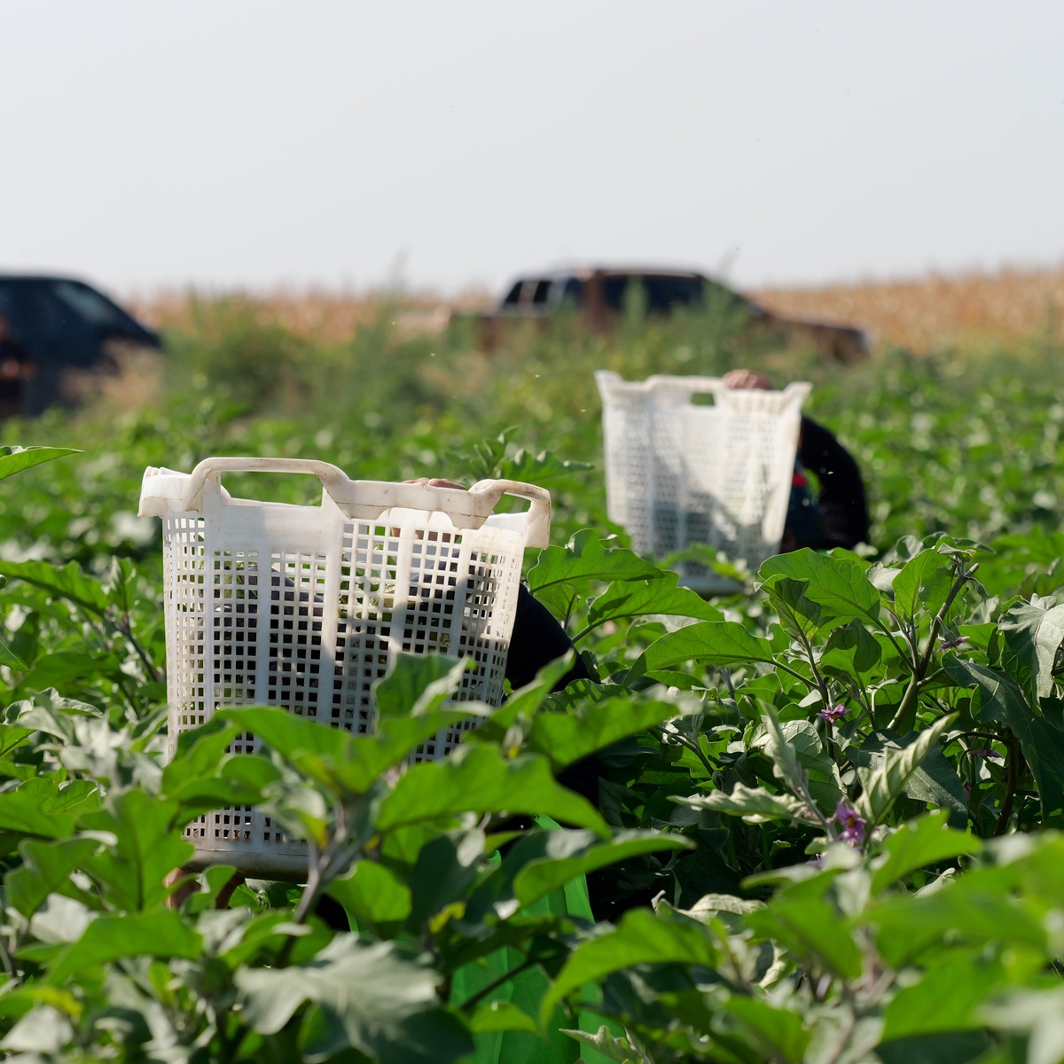 WorldBankECA's tweet photo. Over 80% of farm laborers in Türkiye worked informally, without insurance, pensions, or other benefits.

A @WorldBankGroup and @EUDelegationTur-backed project is changing that, having already created 12,200+ formal jobs across the country: https://t.co/Ssfm8nojy4 https://t.co/qSM0fPyaDh