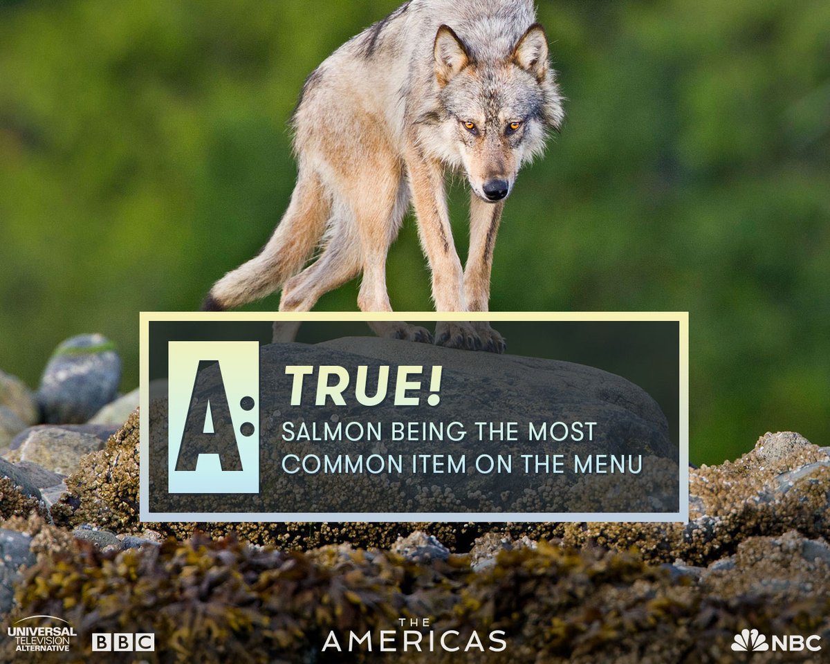 UTVAlternative's tweet photo. 🐺 True or False?

Salmon can make up to 85% of these wolves' diet. 🐟

>> swipe to see if you're right >>

Watch #TheAmericas: Fun Fact Edition Thursdays at 8/7c on NBC. Stream next day on Peacock. https://t.co/eQLFXYqUiH