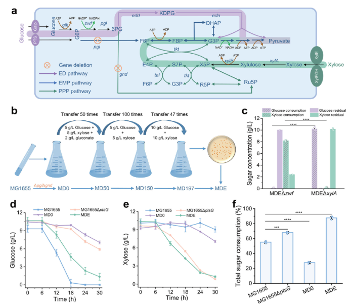 ASMicrobiology's tweet photo. The inability of industrial microbes to co-utilize glucose and xylose severely limits lignocellulosic biomass valorization in bioproduction. In #mBio, researchers engineered a strain of E. coli that is capable of using both sugars simultaneously. https://t.co/PkdAW26vx7 https://t.co/TD2y8a8UoO