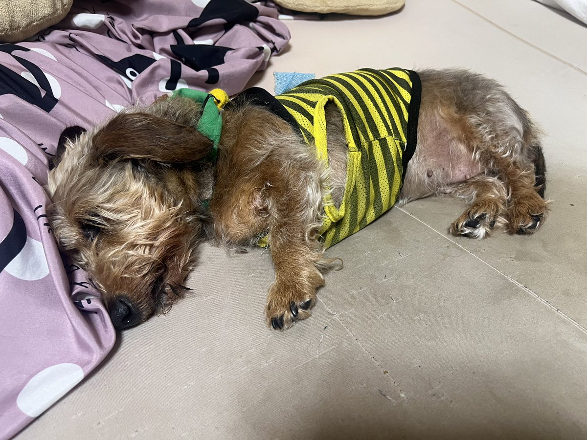 torasity's tweet photo. おやすみなさい😘

#ミニチュアダックス #ワイヤーダックス #犬のいる生活 https://t.co/ngJC1xQl8R