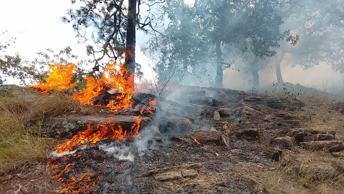 ConredGuatemala's tweet photo. #Zacapa Incendio registrado en El Corte Castañeda, Santa Rosalía Marmol, Río Hondo, Zacapa ha sido controlado a un 80% y liquidado a un 60% por personal municipal, de @CONAPgt y #FDN.
Fotografías: Sistema CONRED. https://t.co/BKRgkXxlBe