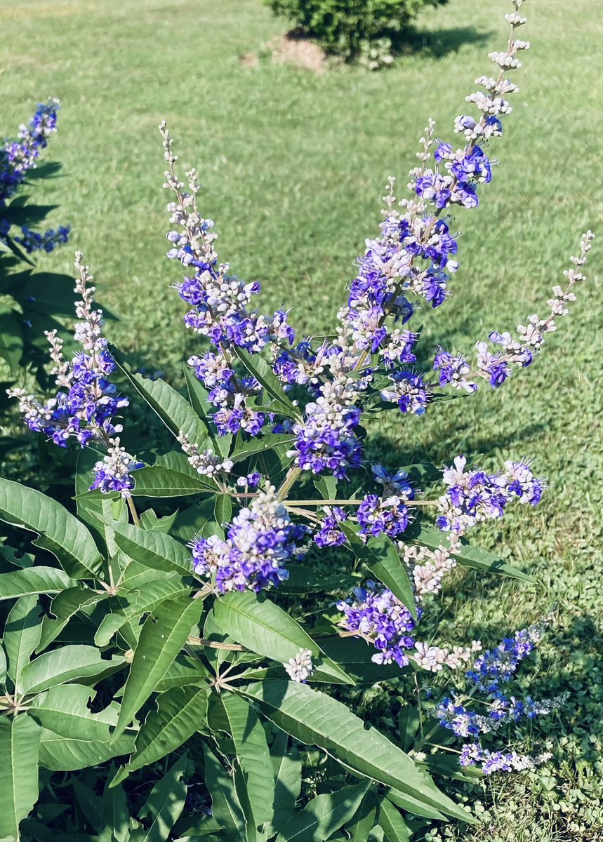 MHJGardenDesign's tweet photo. I'm excited to announce that my #chastetree, which valiantly survived the winter & April cold snap, won #bestofshow for #floweringtrees at the Adams County #SouthMountainFair!๐
Here it is in full bloom & visit #MHJFlowerShop in Gettysburg to find cuttings in our floral designs. https://t.co/y3GejafAmf