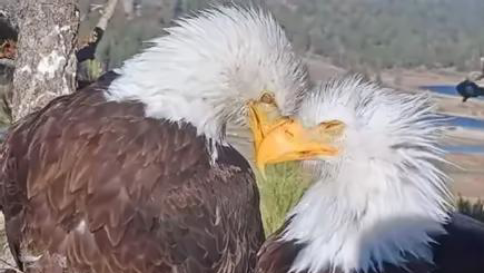 timescapenews's tweet photo. 🦅 WE DID IT — The Habitat Is Protected FOREVER! 🦅

To our incredible Big Bear Lake community and eagle-loving supporters around the world:

We are overjoyed and deeply humbled to announce that our $10 million goal is complete. The land that Jackie and Shadow call home — the irreplaceable nesting grounds along the shores of Big Bear Lake — is now permanently protected.

This milestone would not have been reached without an extraordinary act of generosity that took our breath away.

A Gift That Made History

Anna and Greg Brockman have made a landmark donation of $5.5 million, completing the final and most critical chapter of this campaign. Their contribution didn't just close the gap — it secured the future of an entire ecosystem.

Greg Brockman is the co-founder and President of OpenAI, one of the most transformative technology companies of our time. Alongside his philanthropic partner Anna, the two have channeled their success in the tech world into a force for lasting good. When we dreamed of finding the kind of visionary, generous philanthropists who could step forward at a moment like this, we were dreaming of people exactly like Anna and Greg.

Their decision to invest in this wild, beautiful corner of the San Bernardino Mountains speaks volumes — not just about their wealth, but about their values, their vision, and their love for the natural world.

To Every Single Donor — Thank You

This victory belongs to all of you. From the very first dollar given by a schoolchild who watched Jackie's nest on the live cam, to the local businesses that hosted fundraisers, to the advocates who shared this story across the globe — every contribution mattered, and every one of you made this possible.

You believed when the goal seemed impossible. You kept giving. You kept sharing. You kept showing up for Jackie and Shadow.

Because of you — because of all of us together — thousands of acres of pristine habitat in the San Bernardino Mountains will never be developed, never be lost, and never be forgotten.

What This Means for Jackie, Shadow & Beyond

Jackie and Shadow will raise their eaglets on protected land — this season, next season, and for generations to come. But the impact reaches far beyond one nest.

This land purchase preserves a critical corridor of the San Bernardino Mountains ecosystem: old-growth forests, clean waterways, and habitat for countless species that depend on this landscape. It is a conservation legacy that will endure for centuries.

We are grateful beyond words. We are proud beyond measure.

The eagles soar — and so do we. 🌲🦅

Thank you, Anna and Greg. Thank you, Big Bear community. Thank you, world.

With so much love and gratitude,
J&D