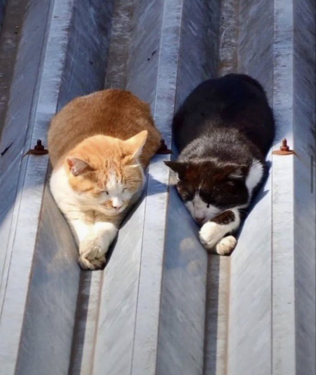 animal_kyawa_'s tweet photo. どこに行くのもいつも一緒な2匹の猫が可愛すぎる… https://t.co/x6MDkxkQ1e