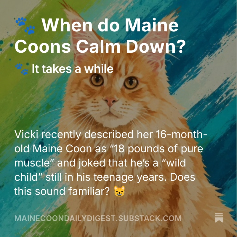 CoonCatNation's tweet photo. 🐾 Today's Coonie Conversation:
https://t.co/y8IEoJenNp https://t.co/tWhOz3DowQ