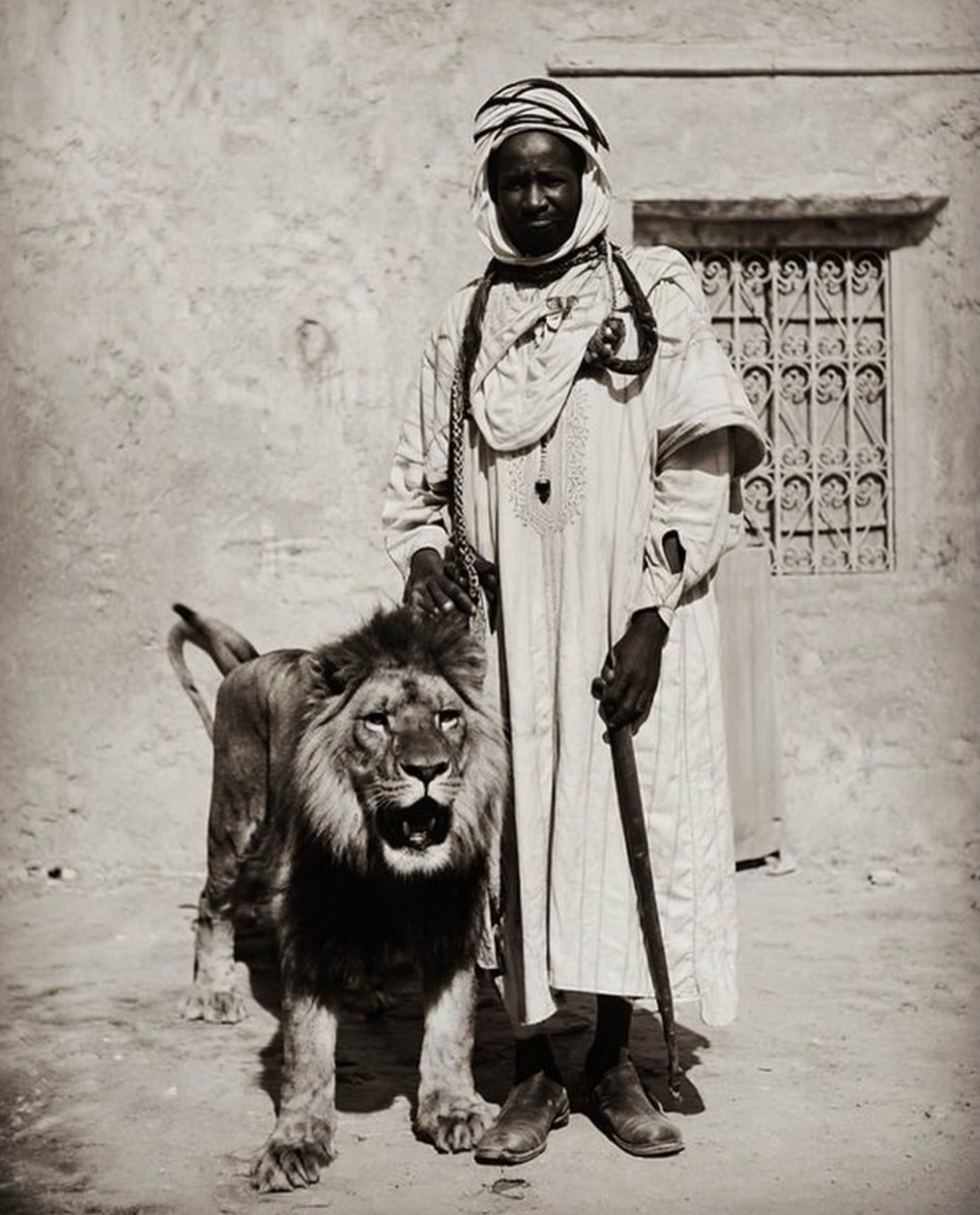 Joe__Bassey's tweet photo. An Amazigh man stands proudly beside his tame Barbary lion in the Tadla region, deep in the heart of Morocco 🇲🇦. Until the early 20th century, the majestic Atlas lion roamed freely across the country's mountains and plains. In some Amazigh communities, lions were sometimes raised by humans as powerful symbols of courage, honor, and the unique bond between people and nature. Today, the Barbary lion has disappeared from the wild, with its last confirmed sighting in Morocco dating back to the 1940s. Only a small number of its descendants remain in captivity, most notably at the Rabat Zoo. Although the lion no longer walks Morocco's landscapes, it continues to live on through the nation's identity. It remains a powerful symbol featured in Morocco's heritage, royal emblem, and the nickname proudly carried by the national football team: the Atlas lion.