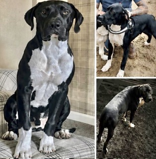 millypod1's tweet photo. π7 JULY 2026 #Lost DOOK STILL MISSING #ScanMe American Bulldog Male
Silpho Woods / Forest, Broxa Moor Lane #Scarborough #NorthYorkshire #YO13 #Yorkshire
https://t.co/ZhyGloWa3H https://t.co/ILXvnFTPz3