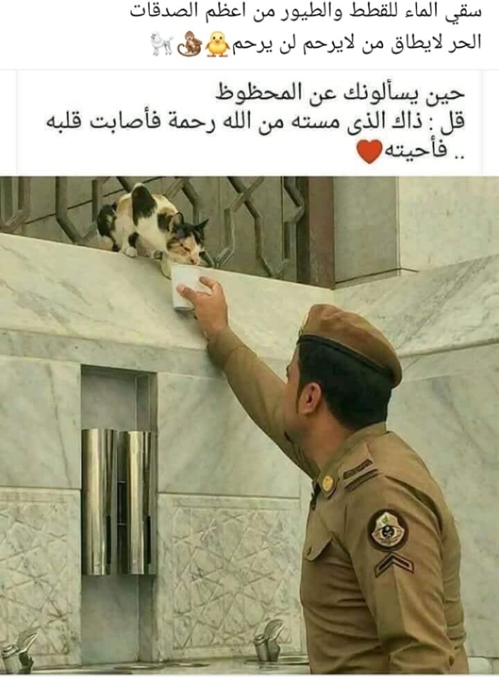 تغريدة القطة tweet media
