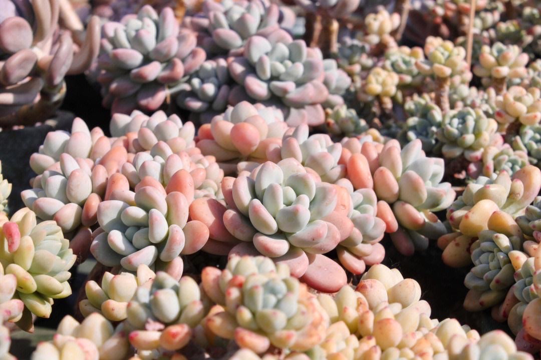 myheartyongsa's tweet photo. Hey plant parents!  Don’t overwater your succulents—stick your finger 1 inch into the soil; only water if it’s totally dry. Happy growing! https://t.co/Yh4z86Gyt8