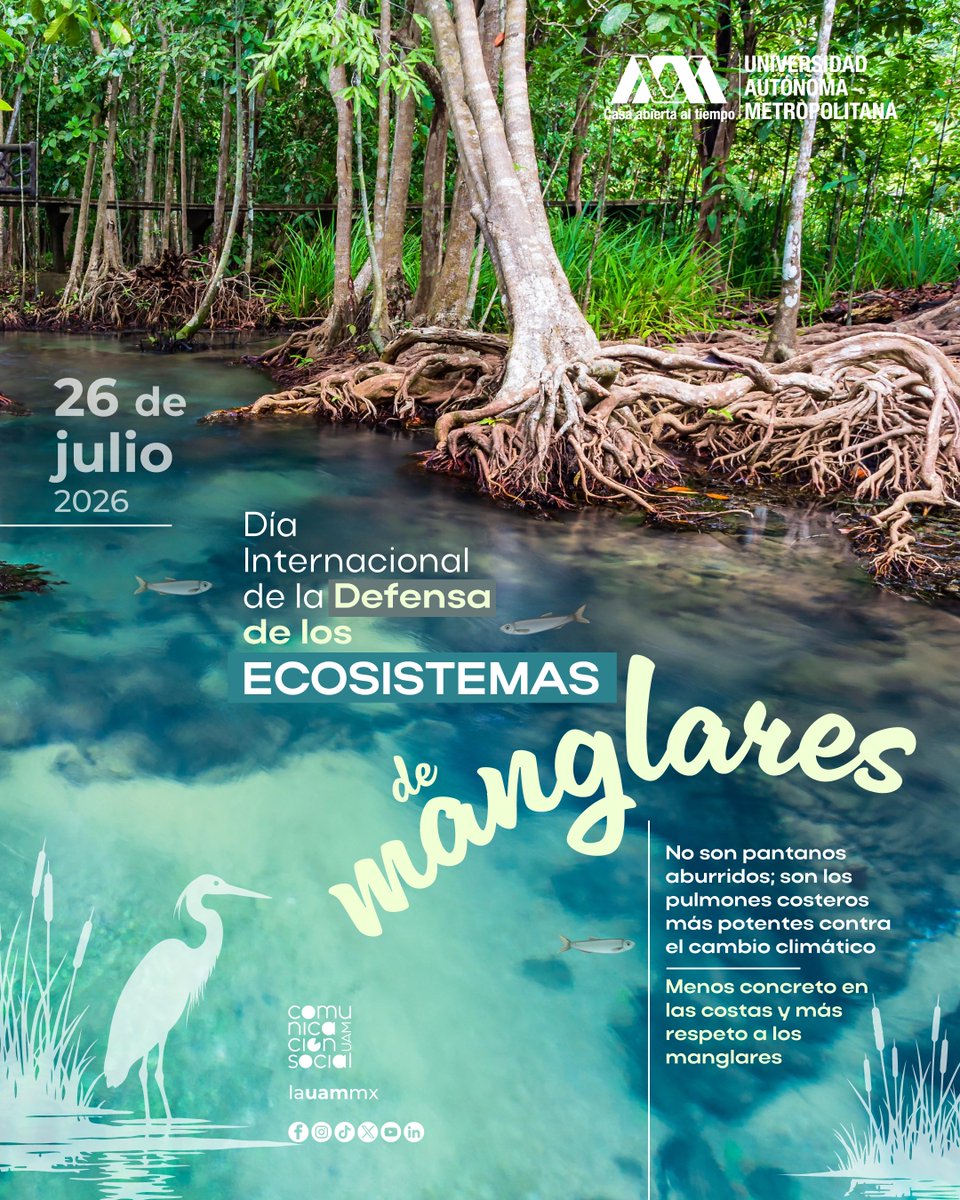 lauammx's tweet photo. 📣 Los manglares son mucho más que árboles junto al mar: protegen las costas de huracanes y erosión, capturan grandes cantidades de carbono, albergan una extraordinaria biodiversidad y son fuente de vida para numerosas comunidades. Cuidar los manglares es proteger el equilibrio de nuestros ecosistemas y asegurar un futuro más sostenible para las próximas generaciones.

#SoyUAM #LaUAMconmemora #Ecosistemas #Manglares