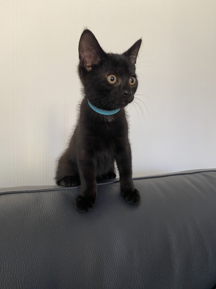 andreahaughian's tweet photo. @SusanCalman we adopted Brian today 😸 Please can we put him forward for #catoftheday? https://t.co/U9lXXTqn8p