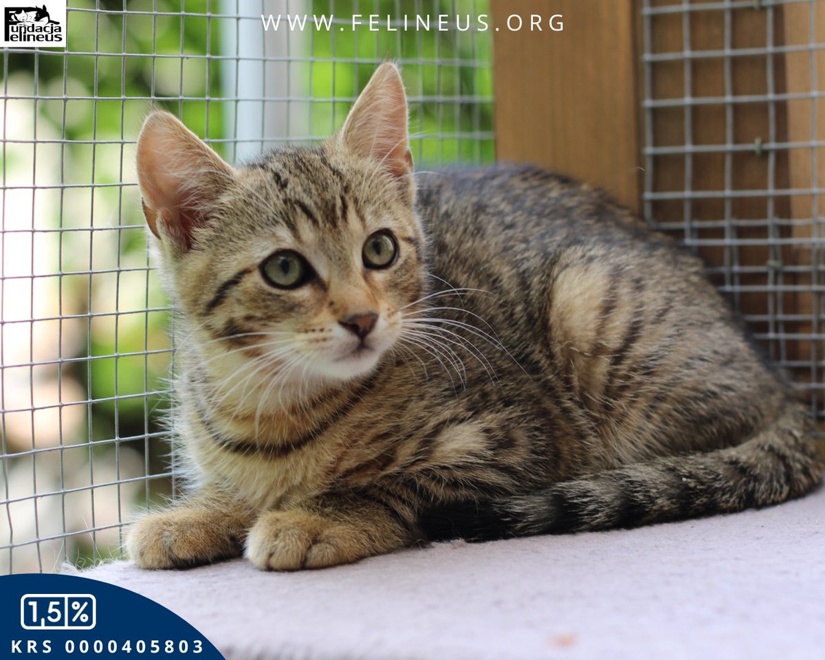 F_FELINEUS's tweet photo. Śliczna, delikatna kicia czeka na dom ❣️

Borusia- to drobniutka koteczka o burym futerku. Do Fundacji trafiła z dwójką rodzeństwa. Kotki urodziły się prawdopodobnie końcem kwietnia 2026 Borusia jest troszkę nieśmiała, ale w towarzystwie rodzeństwa czuje się znakomicie.
Borusia jest odrobaczona i zaszczepiona. Mama kotków została przetestowana w kierunku FeLV i FIV. Testy są negatywne. Dla kotki szukamy domu nie wychodzącego. Z zabezpieczonym balkonem i oknami. Borusia chętnie zamieszka w domku gdzie jest już inny kotek. Lub zabierze ze sobą braciszka lub siostrę.
Kontakt telefoniczny: 512 182 032

Borusię znajdziesz też na portalu https://t.co/lTvM9NuGES
Pokochaj i wspieraj ❣️🔻
https://t.co/oChQHbJNcQ

#adopcjaniegryzie #kociaki #felineus

🐾 Pomóż nam odmienić los chorych, niechcianych i bezbronnych kotów. Podaruj nam swój 1,5%. KRS 0000405803 🐾

🐈Zostań naszym PATRONEM wspierając cyklicznie nasze działania na rzecz zwierząt 👇
https://t.co/TZqYztwiNt