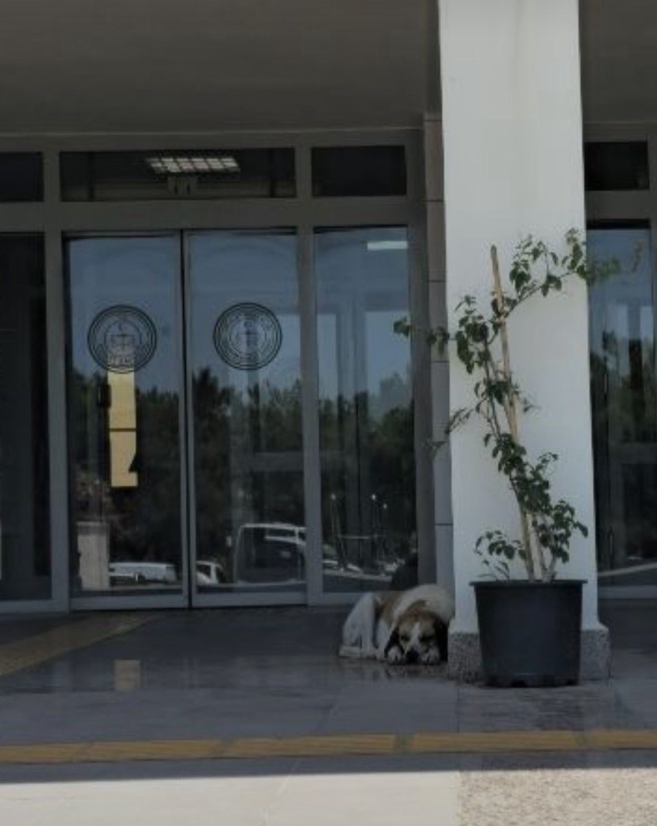 devrimkocak's tweet photo. Sayın Meslektaşlar, başıboş hayvan mağdurlarını çeşitli şekillerde itham ederek haklarında suç duyurusunda bulunduklarını, 111 kişi olduklarını üzerlerindeki cübbeleriyle Bodrum Adliyesi önünde basına açıklamışlar. 

Hem Sayın Meslektaş hem de yanlarındaki şahıs açıkça 5199 Sayılı Kanuna aykırı olarak Bodrum Adliyesinde başıboş köpekler olduğunu ikrar ederek bizim de defalarca Bodrum Adliyesinde şahit olduğumuz mevzuata aykırılıkları beyan etmişler. 

Sayın Bakan @abakingurlek @adalet_bakanlik Adliyelerde mevzuata uyulmayacaksa mağdurlar derdini kime anlatacak? 

Adliye önünde avukat cübbeleriyle dile getirdikleri: “uygulanması gereken hukuk, uygulanması gereken yönetmelikler” cümlesine sonuna kadar katılıyoruz. 

Mevzuatımız, sahipsiz hayvanların en hızlı şekilde toplanmasını ve sorumlu sahipliği emreder. Adliye merdiveninde yatan, adliye bahçesinde doğan, gece bahçeye kapatılan gündüz başıboş salınan gibi ayrımlar yoktur! 

Başıboş köpek olmaz! 

Cübbelerle Adliye önünde açıklama yaparak, kanunun uygulanmasını Bakanlıklardan talep eden mağdurları suç duyurusu tehdidiyle korkutarak, üstündeki cübbeye rağmen mevzuata aykırı beyan verenleri Sayın Bakanlarımızın @abakingurlek @mustafaciftcitr takdirine bırakırken Sayın  Vali @idrisakbiyik @tcmuglavaliligi ni ivedilikle Bodrum Adliyesinde olduğu beyan edileni başıboş köpekleri toplatmaya;

Şikayetçi 111 avukatı da #Hayat1️⃣1️⃣2️⃣Acil uygulamasından da ihbar ettiğimiz hem söz konusu hayvanları hem de Bodrum genelindeki başıboş hayvanları ivedilikle sahiplenip barındırmaya davet ediyoruz! 

‼️Albert Einstein’a ait olduğu söylenen söz gibi “Haklı olsalardı 1 kişi yeterdi”; cübbe giyip gösteriye ve olmayan mevzuat üretmeye gerek kalmazdı! 

‼️Mevzuat vatandaşa başıboş gördüğü hayvanı ihbar etme hak ve yükümlülüğü getirmektedir, boş tehditlere pabuç bırakmayın!
