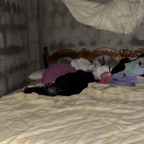 Danielaathv's tweet photo. “De seguro mi familia me extraña ahora que ya no vivo en la casa”
Mi familia dándole la cama al perrito al día siguiente: https://t.co/VTOi8c92hp