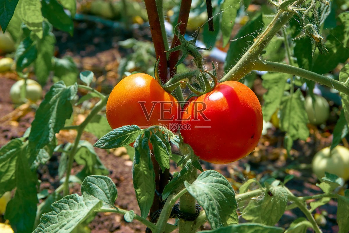 hoeolili's tweet photo. Just grabbed the frescherly picked cherry tomatoes and aromatic basil from the local farmers' market! Perfect for tonight’s caprese salad https://t.co/4vILogrjba