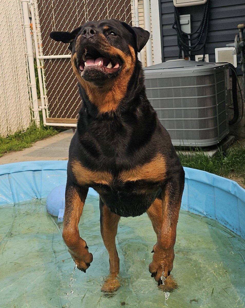 Team Servicerottie🇨🇦🐕🦺🦽 tweet media