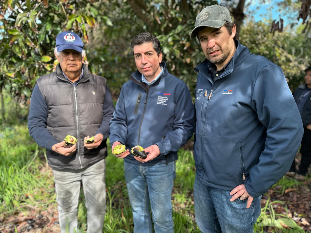 DPPMelipilla's tweet photo. 🔹 El Delegado Provincial Gastón Libuy, junto al seremi de Agricultura, Fernando Rencoret, recorrieron las localidades de #Popeta #Culiprán #Pabellón y #Huechún, comuna de Melipilla, para evaluar en terreno las afectaciones que dejó el sistema frontal en los cultivos de la zona. https://t.co/RRSFtq8RrR
