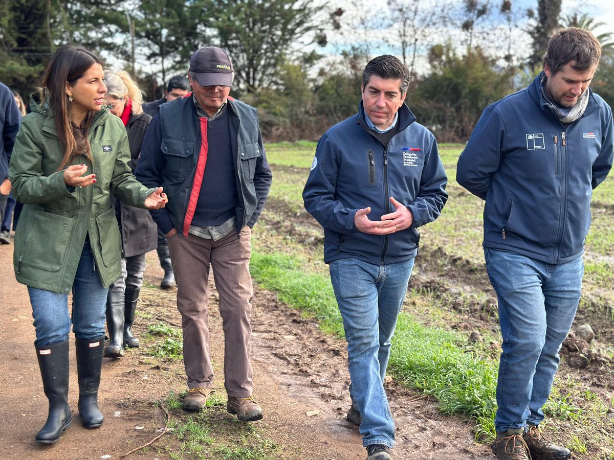 DPPMelipilla's tweet photo. 🔹 El Delegado Provincial Gastón Libuy, junto al seremi de Agricultura, Fernando Rencoret, recorrieron las localidades de #Popeta #Culiprán #Pabellón y #Huechún, comuna de Melipilla, para evaluar en terreno las afectaciones que dejó el sistema frontal en los cultivos de la zona. https://t.co/RRSFtq8RrR