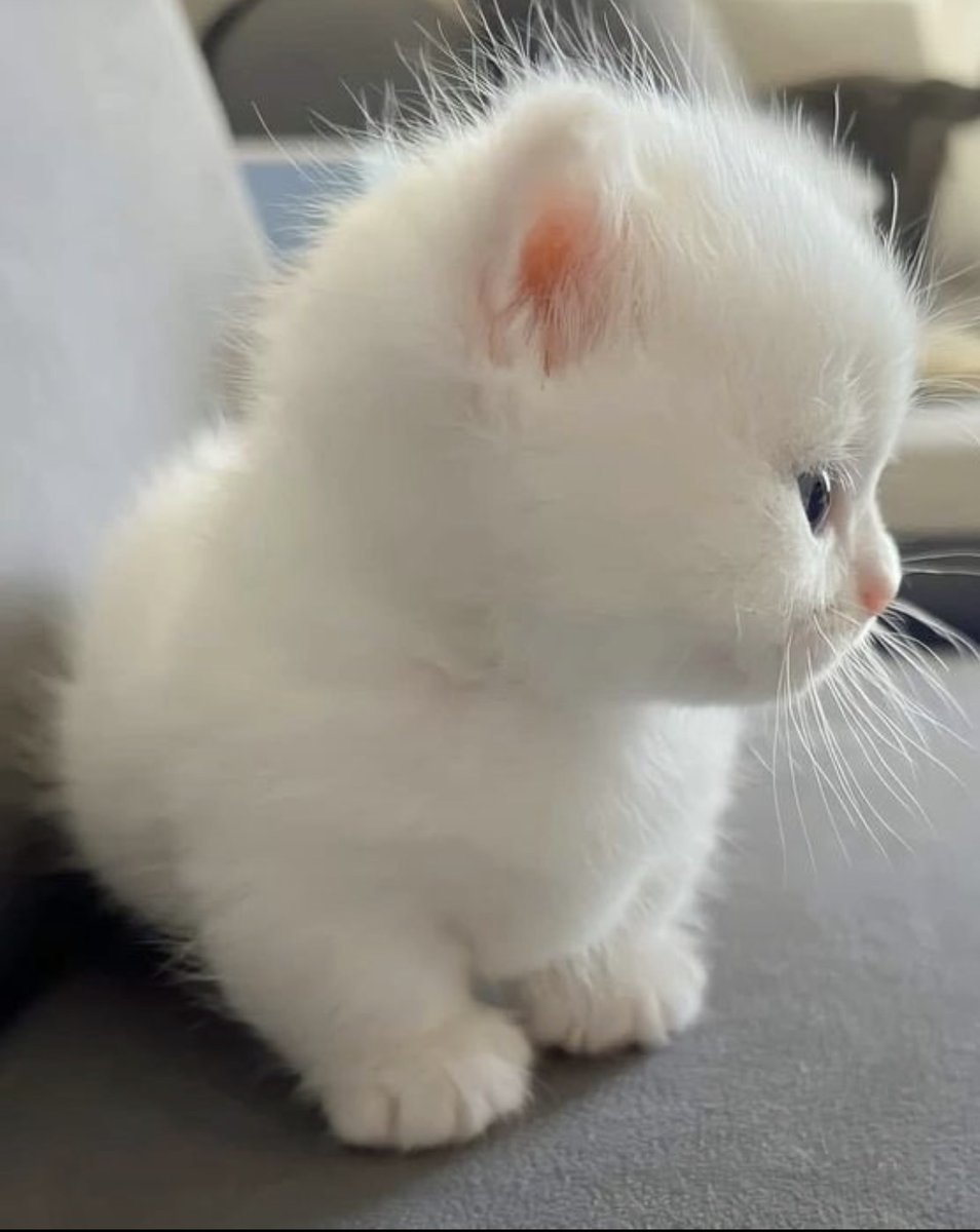 animal_kyawa_'s tweet photo. ムニムニしたくなるほっぺがかわいい https://t.co/4xHERwtmSc