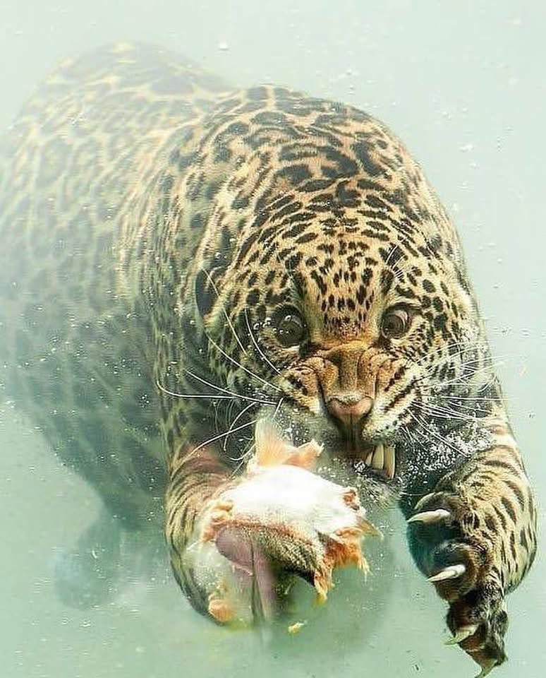 pmamtraveller's tweet photo. A jaguar plunging underwater to catch a meal, photographed by Herbert van der Beek https://t.co/6r3KQ3zm76