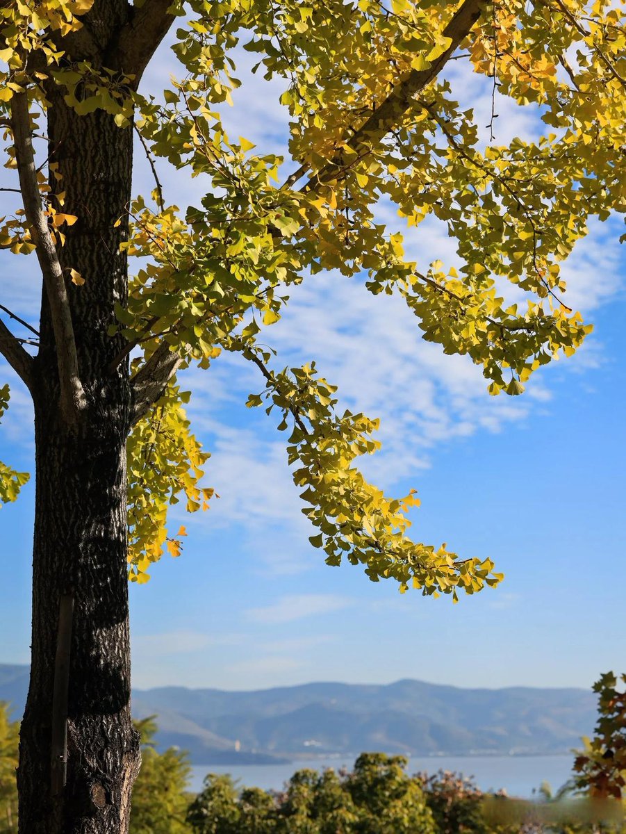 RoderickBau2o's tweet photo. Chilly autumn breeze brings golden ginkgo leaves drifting down—perfect for a hot coffee walk! https://t.co/dR1OgOr6F6