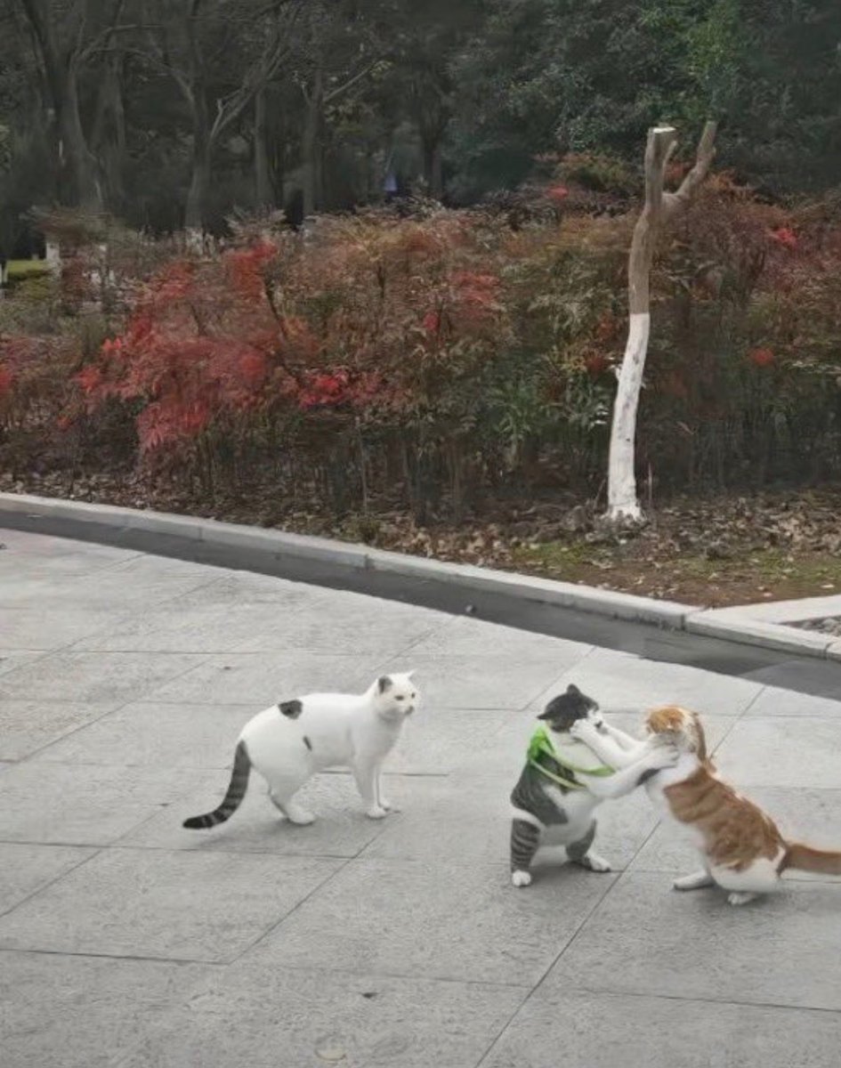 animal_kyawa_'s tweet photo. リュック背負ってる猫、喧嘩してても可愛い https://t.co/FHqIbrhPWp