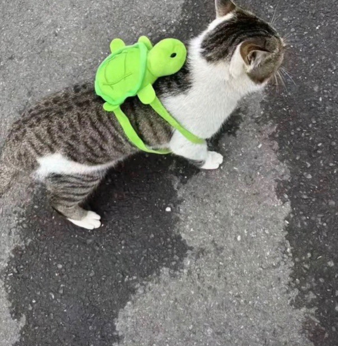 animal_kyawa_'s tweet photo. リュック背負ってる猫、喧嘩してても可愛い https://t.co/FHqIbrhPWp