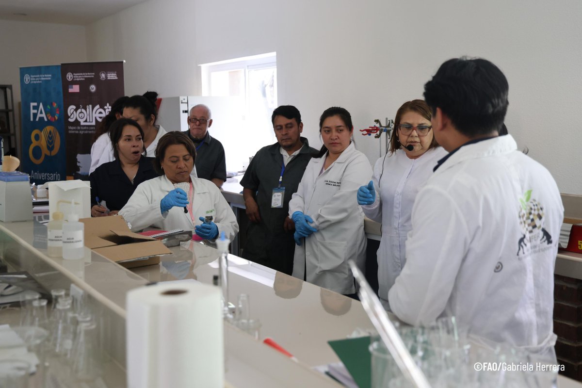 FAOGuatemala's tweet photo. 🔬En el marco del Programa #SoilFER, @FAO🇬🇹 junto al @ICTAGuate y la Red Nacional Guatemalteca de Laboratorios de Suelos #GUASOLAN fortalecen las capacidades nacionales en análisis de suelos mediante capacitación especializada en Química Húmeda y Validación de Métodos. https://t.co/Am3o12w2DO