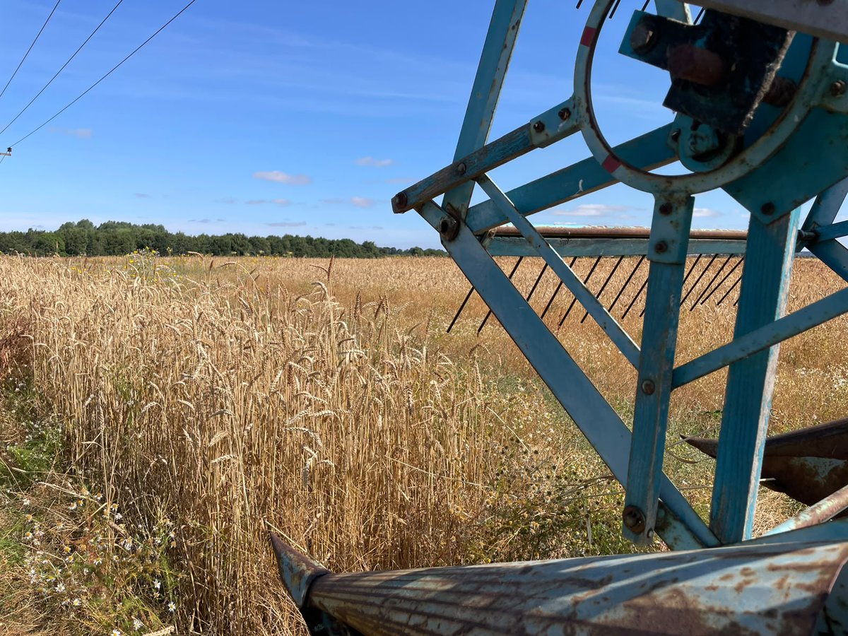 OrgResCent's tweet photo. Harvest has started for Year 2 of the northern trial of diverse wheat cultivars! @LiveSeeding #YorkshireGrainAlliance #Systems4Food #UKGrainLab Farmers, millers, bakers, researchers and breeders together. The first step to build an alternative grain economy. https://t.co/BwvQ6IVt9p