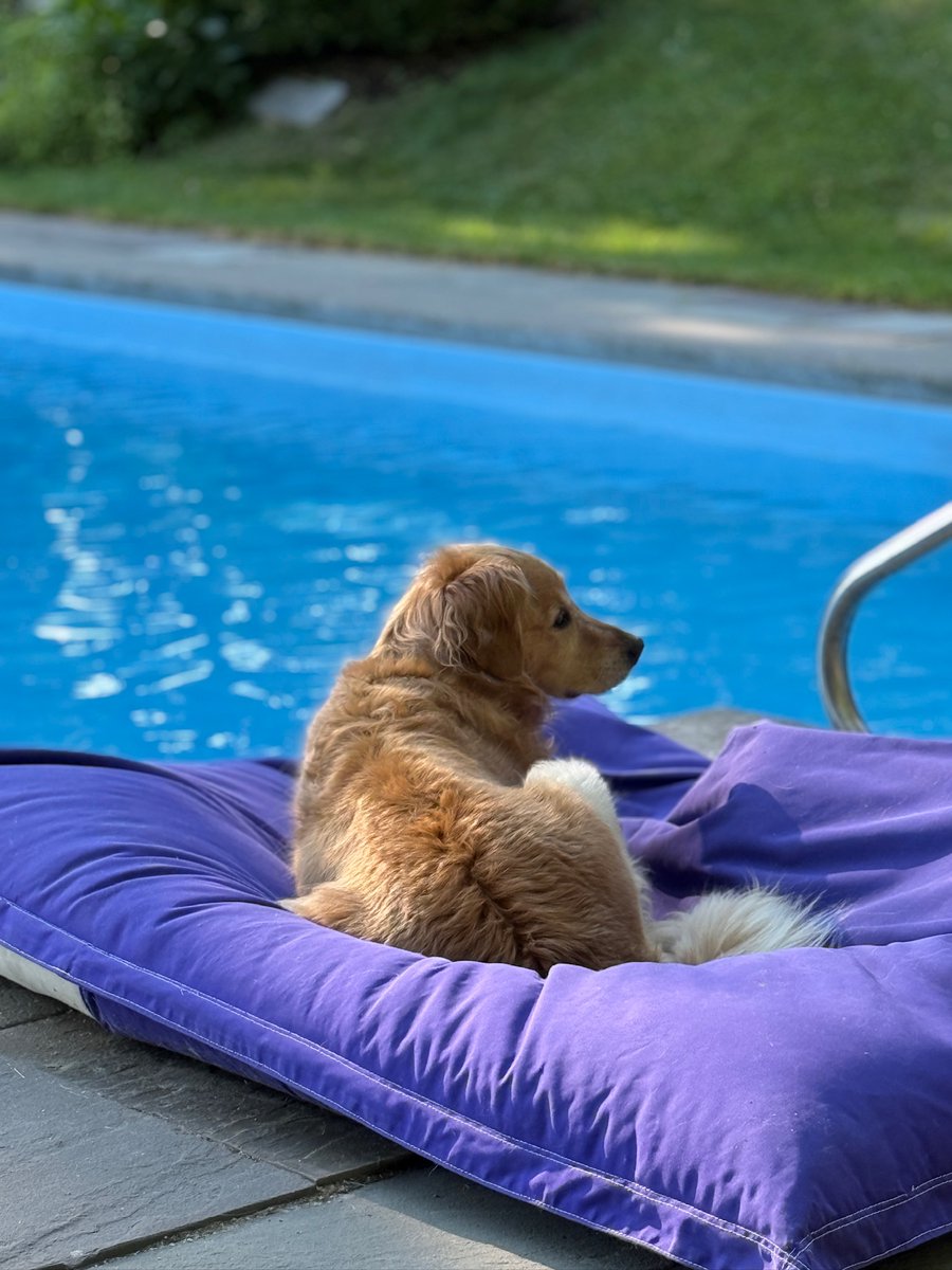 DebbieIrwinVO's tweet photo. Summers are better spent by the pool

#furryfriday https://t.co/SK7qZVSeim