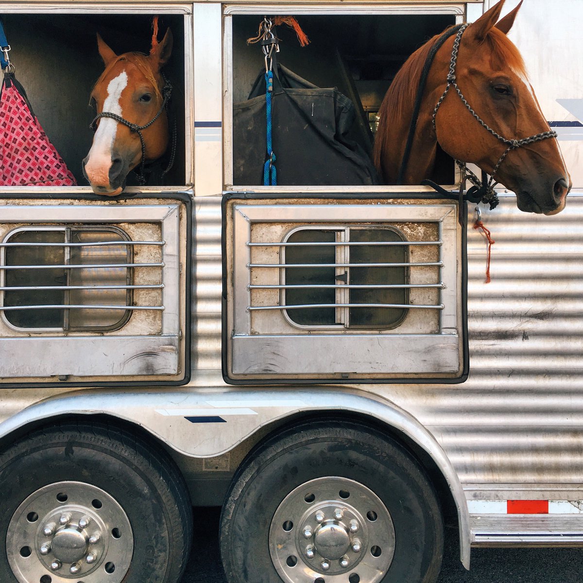 HCOIllinois's tweet photo. Loaded up, locked in, and ready for the weekend. 🐴

Where are you and your crew hauling to next? 🛻 

#HorseCreekOutfitters #OnTheRoad #HitTheTrail  #FFAWeekend #RodeoLife https://t.co/t9wxpL7HzB