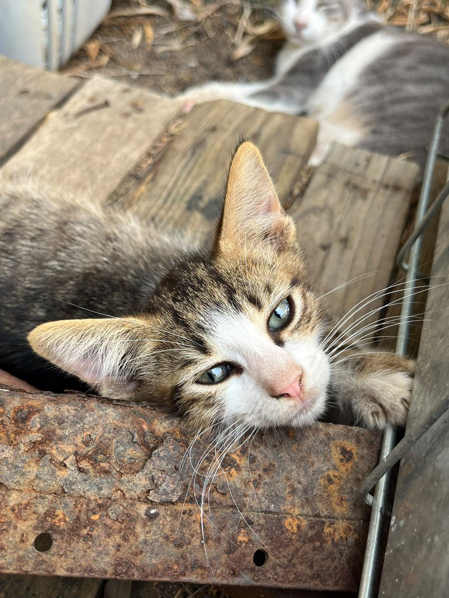 RandagiBaffi's tweet photo. I primi 11 gatti sono partiti, li aspettiamo a Torino, grazie a tutti voi ❤️ https://t.co/swA3UmuXUt