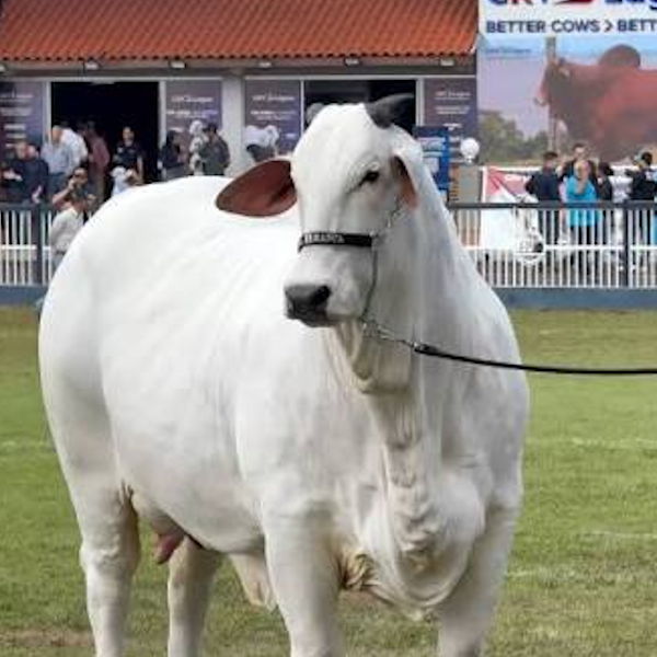 saadas888's tweet photo. تخيل.. بقرة انباعت بـ 4.1 مليون دولار! 😳🐄

السبب؟ جيناتها تعتبر من الأفضل، وعشان ك��ا عليها طلب كبير في مجال التربية والإنتاج. https://t.co/vS0fEz6wJN