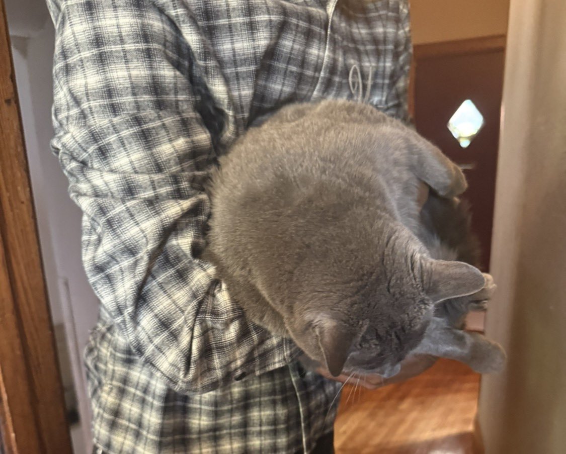 jabrillx's tweet photo. 🐈🐈‍⬛ https://t.co/JZQJ8pi3Uf