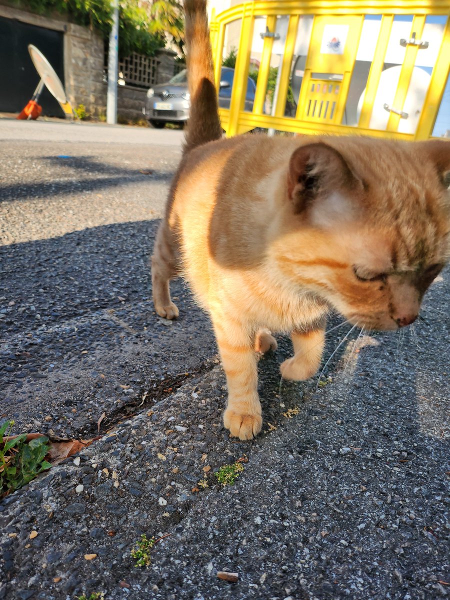 chenrinigo's tweet photo. y'a pas à froncer les sourcils de la sorte?? c'est le chat le plus fâché de bretagne https://t.co/v4L0H1S68G