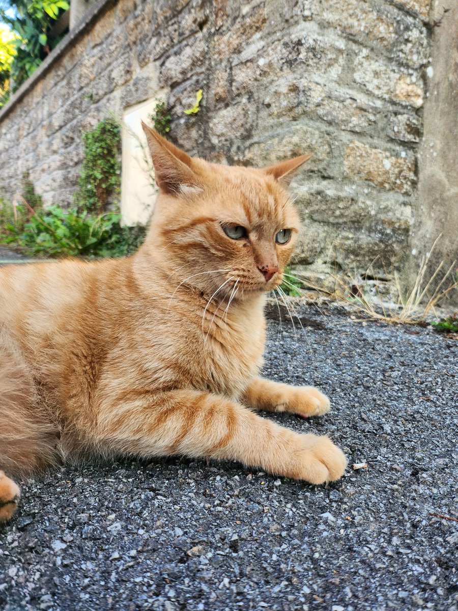 chenrinigo's tweet photo. y'a pas à froncer les sourcils de la sorte?? c'est le chat le plus fâché de bretagne https://t.co/v4L0H1S68G