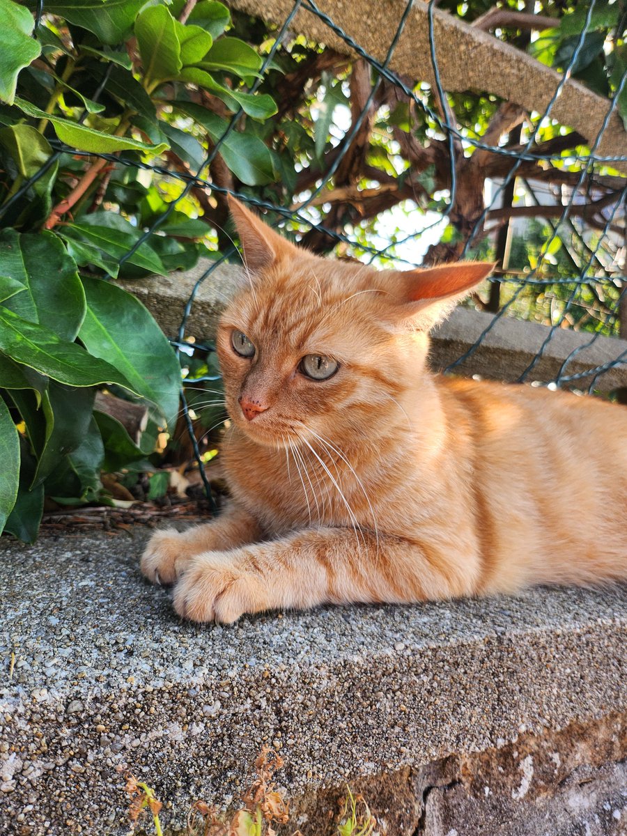 chenrinigo's tweet photo. y'a pas à froncer les sourcils de la sorte?? c'est le chat le plus fâché de bretagne https://t.co/v4L0H1S68G