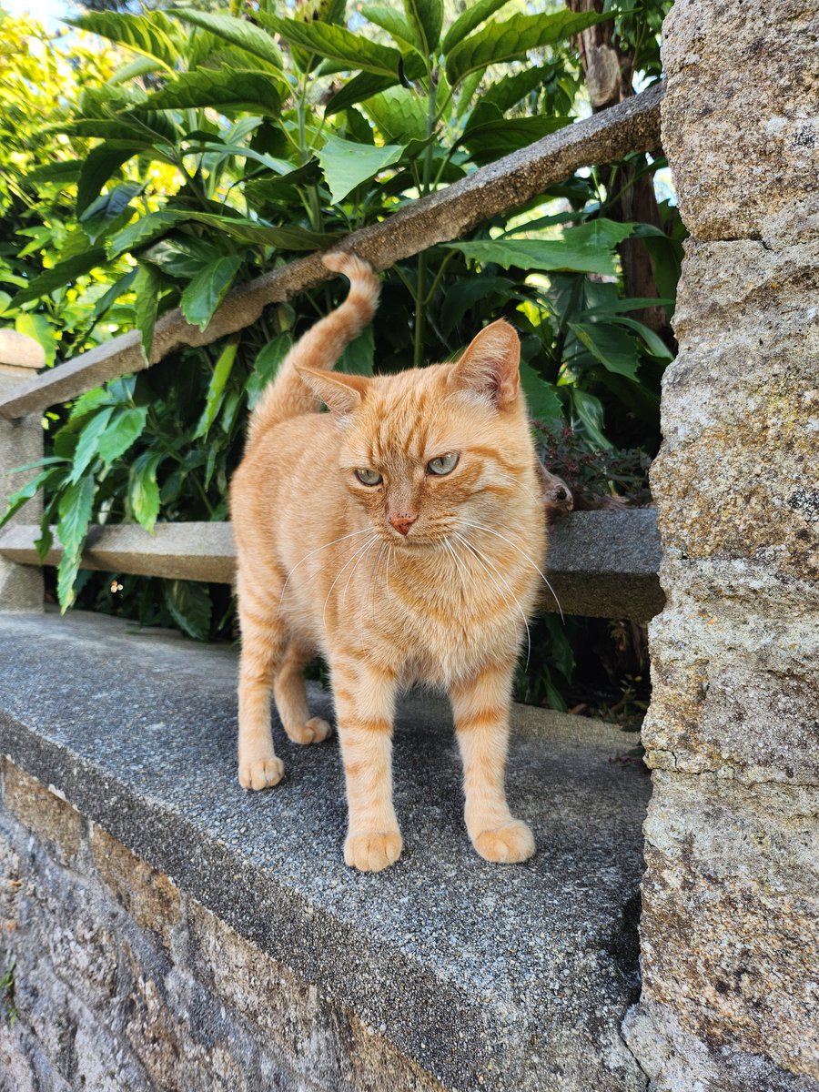 chenrinigo's tweet photo. y'a pas à froncer les sourcils de la sorte?? c'est le chat le plus fâché de bretagne https://t.co/v4L0H1S68G