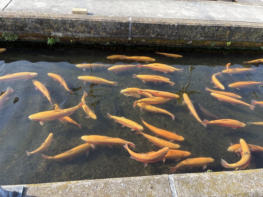 RepJFleming's tweet photo. I joined members of the PA Fish and Boat Commission for a trout spawning demonstration and tour of the Huntsdale State Fish Hatchery.

This was an informational and hands-on experience. We helped extract eggs from the female trout and fertilized them with the male trout. https://t.co/YwraX4PklT