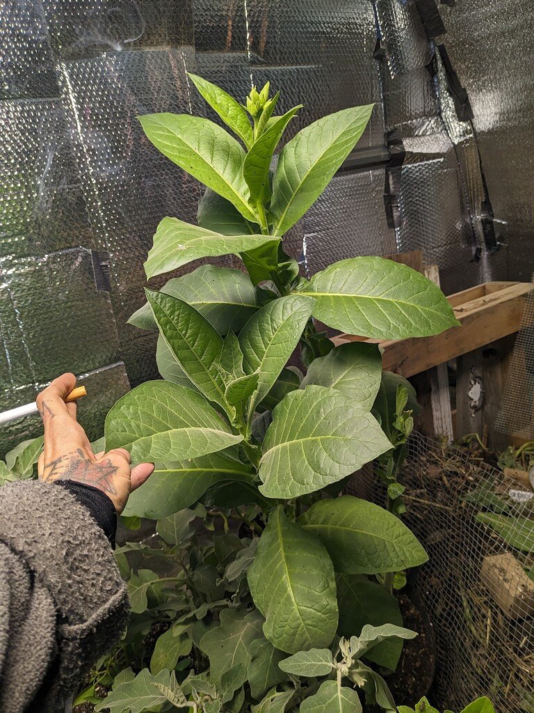 genetically engineered tobacco Scientists engineer plant to produce five psychedelics Cigarettes Are Being Used in
