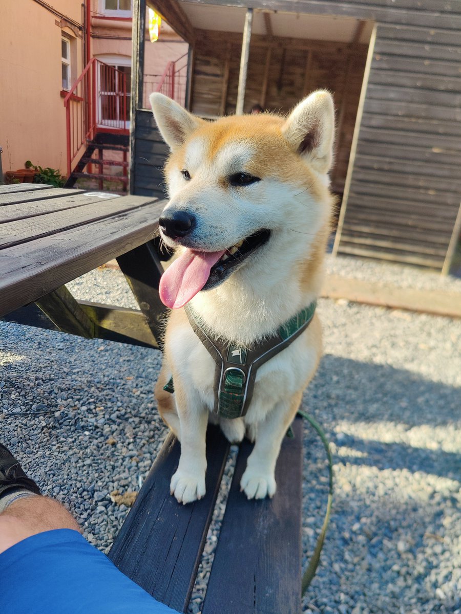 KobayashiMaru86's tweet photo. Out in a dog friendly pub for a burger https://t.co/03i0k4D7PW
