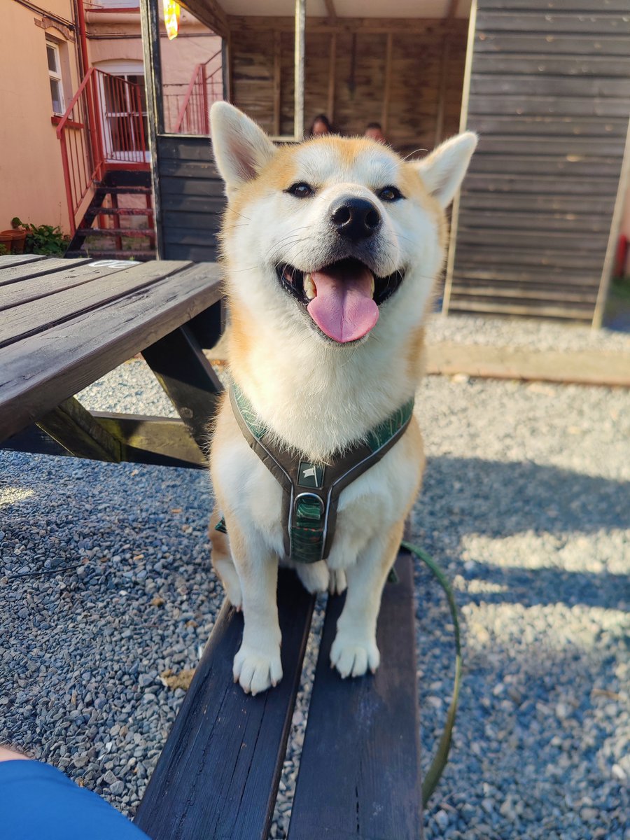 KobayashiMaru86's tweet photo. Out in a dog friendly pub for a burger https://t.co/03i0k4D7PW