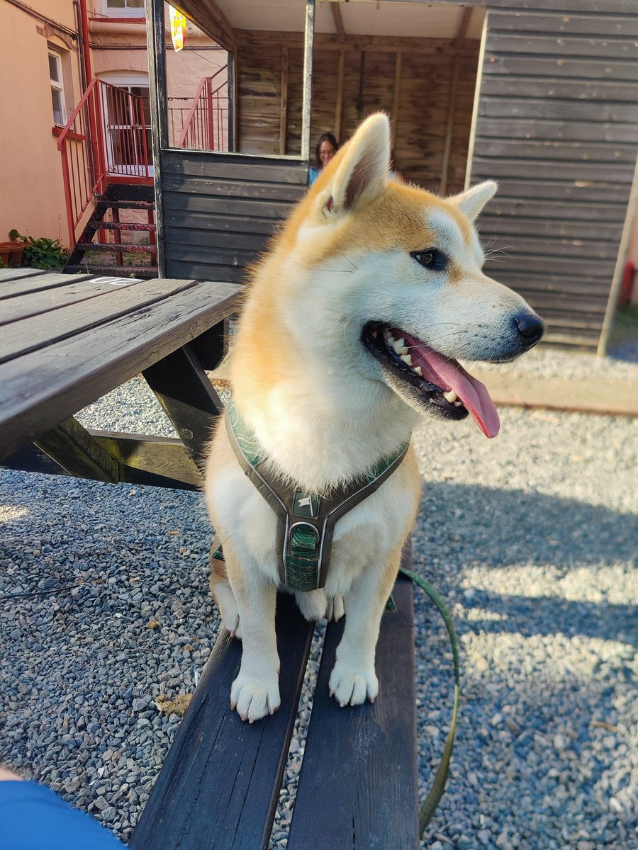 KobayashiMaru86's tweet photo. Out in a dog friendly pub for a burger https://t.co/03i0k4D7PW