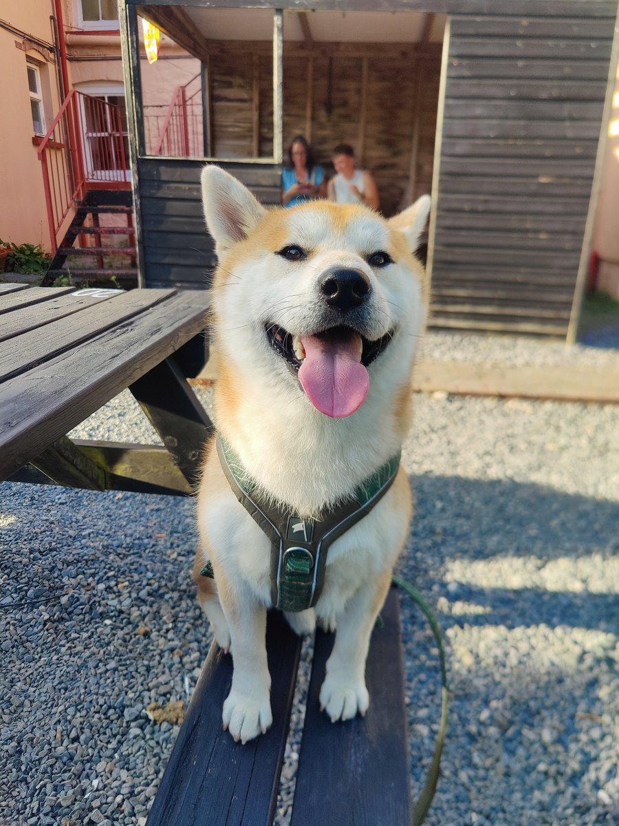 KobayashiMaru86's tweet photo. Out in a dog friendly pub for a burger https://t.co/03i0k4D7PW
