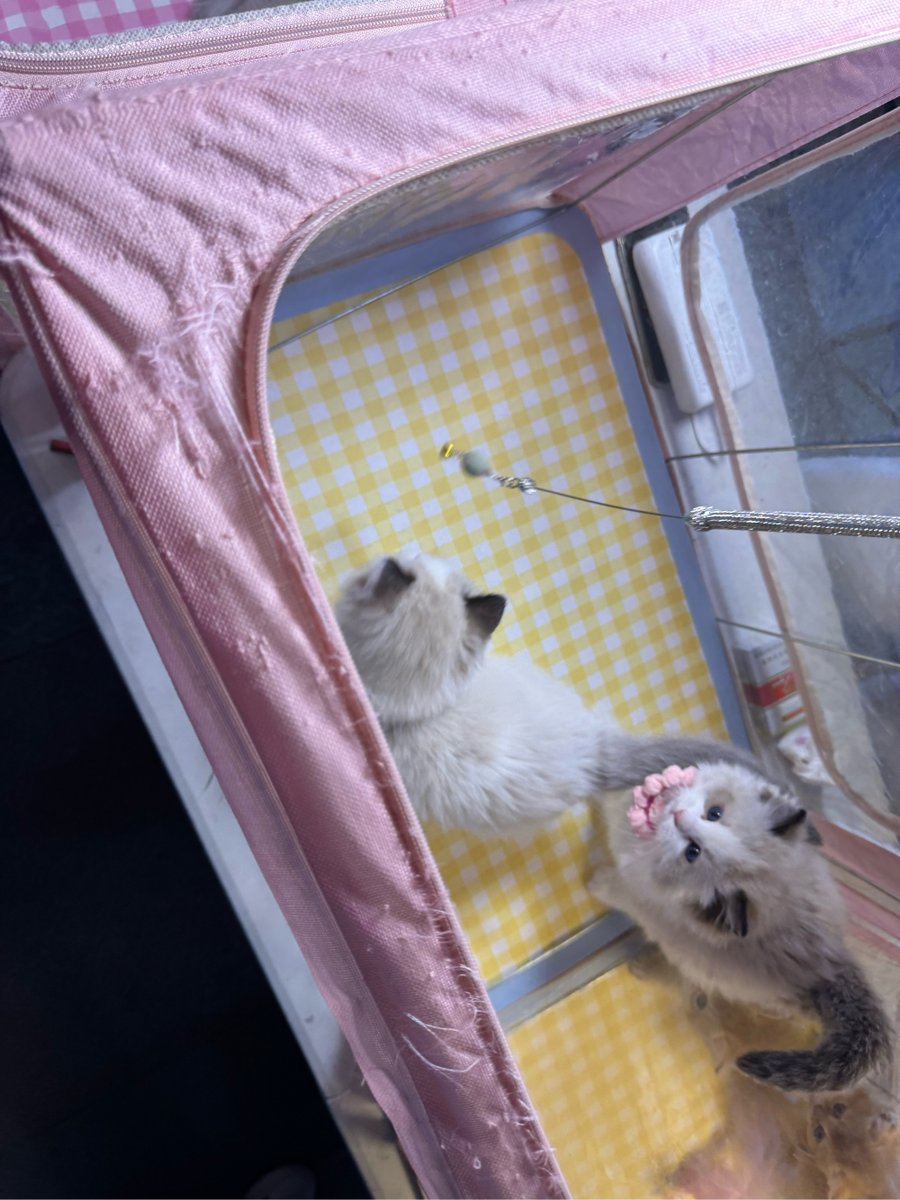 iwonjun6290441's tweet photo. My little fur baby has reached 3 months old today! Watching them grow from a tiny ball of fluff to a little explorer makes every late night and messy paw print worth it  #PetGrowth #PuppyLife https://t.co/XDQSJGbFj4