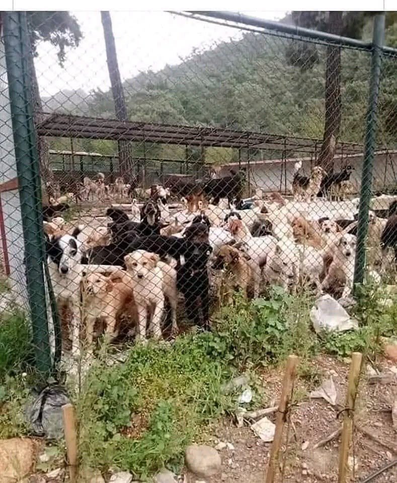 TOPRAK_2_'s tweet photo. Belediyeyi arayıp alın bu köpeği buradan diye şikayet ettiğinizde ya da “hayvan ambulansı” diye tanıtılan 153’ü aradığınızda o köpeğe neler oluyor:
“BİR KÖPEĞİN BARINAĞA İLK GELİŞİ..
1- Önce korkudan ya büyüğünü, ya küçüğünü yapar.
2- Titremeye başlar.
3- Gözleri fal taşı gibi açıktır.
4- Bölmeye yerleştirildiğinde, kapının ağzından öteye gitmez. İki üç gün orada bekler.
5- Ağlamaya başlar çıkarın diye, saatlerce günlerce hem de…
6- En az 2 gün, ne yemek yer, ne su içer.
7- Diğer köpeklerden korkar.
8- Günler geçtikçe ortama ayak uydurmaya çalışır.
9- Kolay ayak uyduramaz, diğer köpekler onu hırpalar. Hatta bir gece bakmışsınız ki boğmuşlar.
10- Yemek verilme sırasında, yemek yemeye çekine çekine gelir diğer köpeklerin yanına.
11- Artık hastalık ve diğer köpeklerin güç gösterisi başlar üstünde.
12- Hayatta kalırsa alışması, günleri, ayları alır.
13- Sahipliyse terk edilen, zaten kahrından ölür. Bile bile intihar eder. Yemez, içmez, kalkmaz, dolaşmaz…
14- Yaşamayı başardıysa, artık alışmıştır ortama. O gözlerdeki korkuyu, umutsuzluk almıştır ve hiçbir zaman, bir daha gülmez 
oradayken gözlerinin içi…
(“Ayy ne bu köpekler ayooll, alıp barınaklara toplasınlar şunları”) demek yerine, yemek artıklarınızı kıyıya köşeye bırakın, itip kakmak yerine sevgi gösterin. Barınaklar gül bahçesi değil, hastalık ve ölüm kampı, barınma yeri değil, hayvan hapishanesidir.😥😔🐾
YOKSAK YOKLAR..
Alıntı