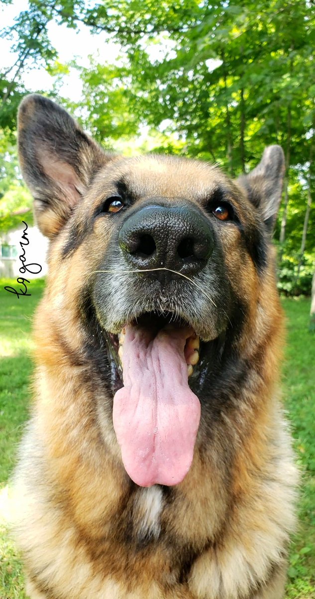 K9Garm tweet media