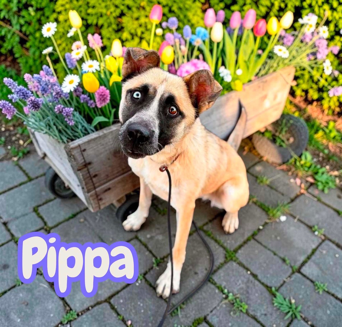 luv2laugh12's tweet photo. Can anyone save Pippa? 🙏  She is only 1 yr old!

She has been scheduled to be 💉on Monday 7/27 at 6:30 a.m. by the shelter director at Stanislaus Animal Services Agency in Modesto, CA! 😳 …despite there being plenty of empty kennels (this shelter usually has 40+ empty kennels). https://t.co/PNx77ucnrW
